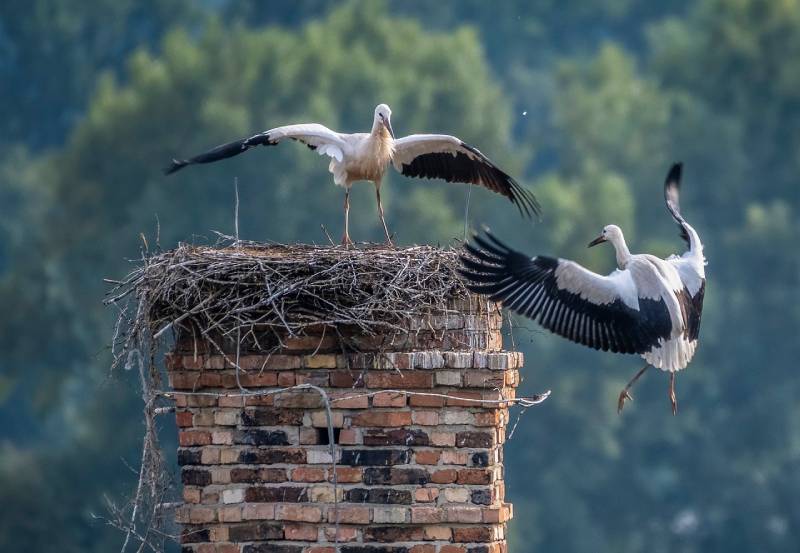 Expert Chimney Animal Removal in Silver Spring, MD Professional Chimney Animal Removal Services in Silver Spring, Maryland
