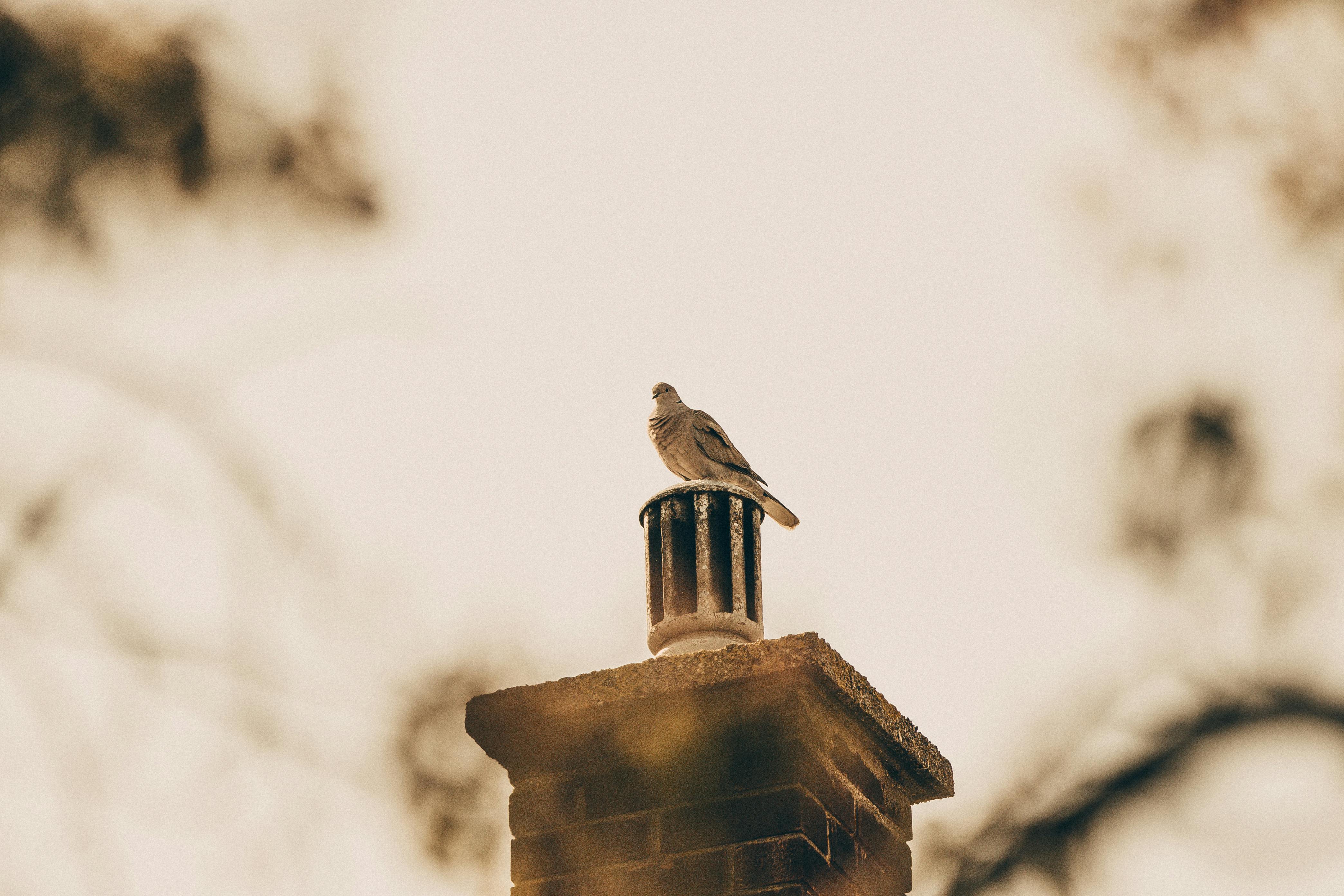 Professional Chimney Cap Installation Services in Silver Spring, MD Expert Chimney Cap Installation in Silver Spring, Maryland